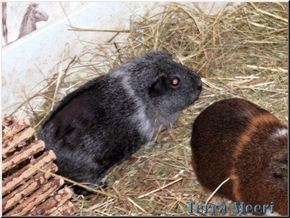 Schneefl&ouml;ckchen